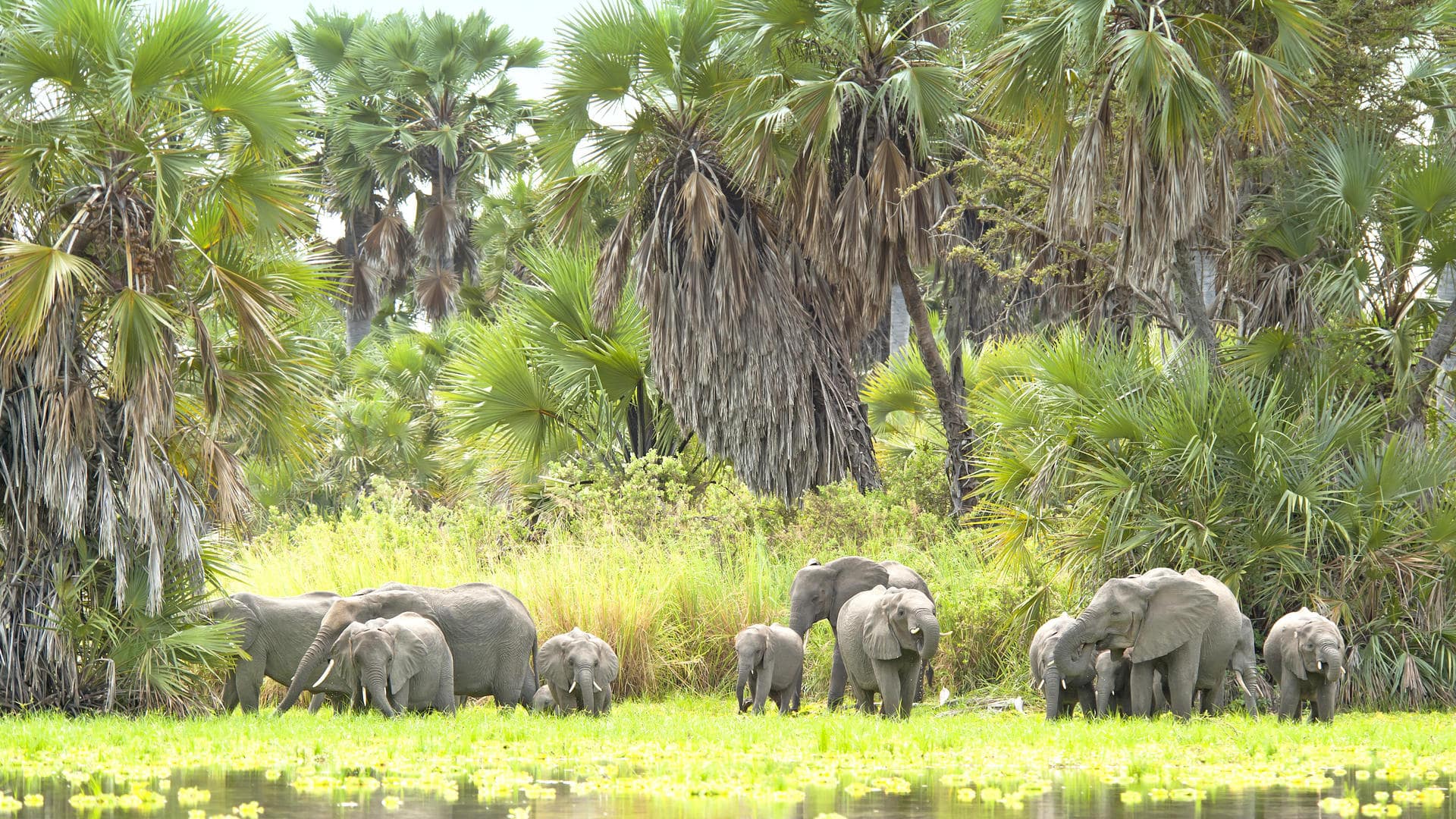 Nyerere NP (formerly Selous)