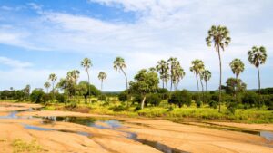 Ruaha National Park