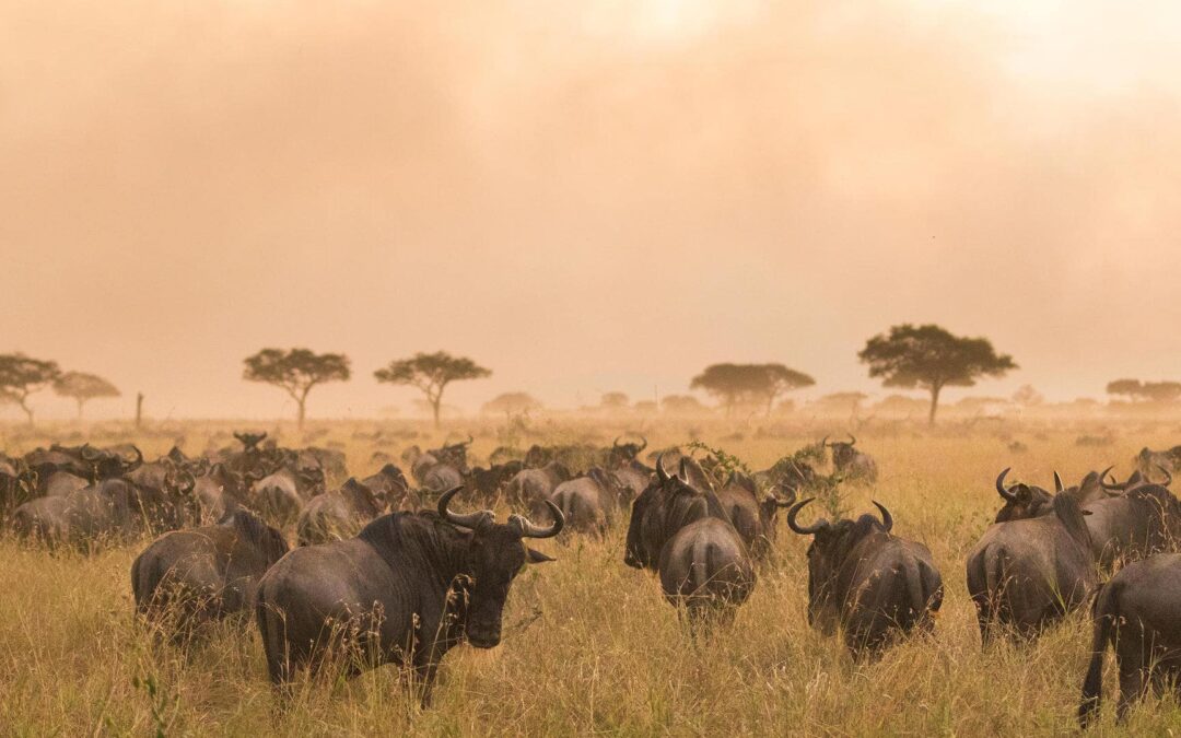 Serengeti National Park