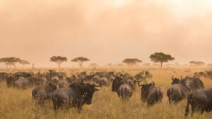Serengeti National Park