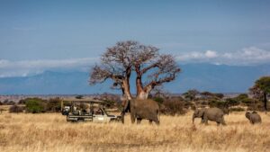 Tarangire National Park