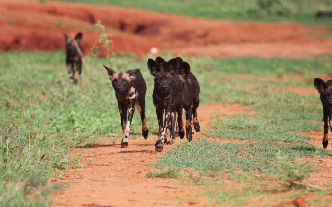 Tsavo West