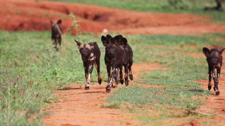 Tsavo West