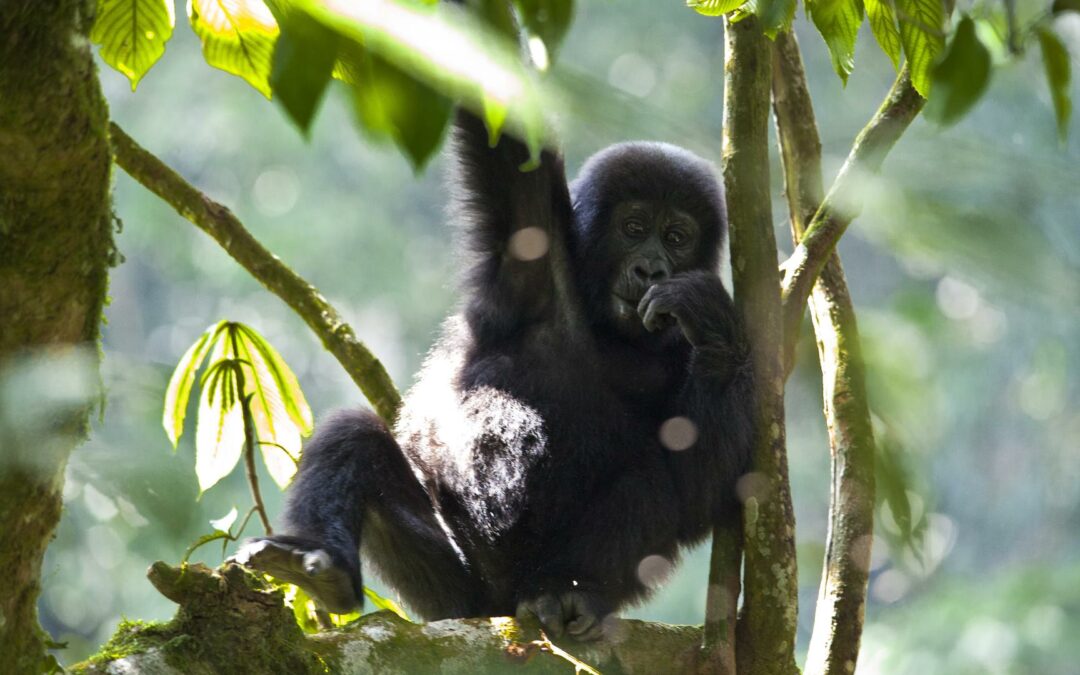 Bwindi Impenetrable National Park