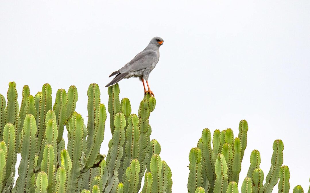 Kidepo Valley National Park