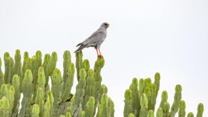 Kidepo Valley National Park