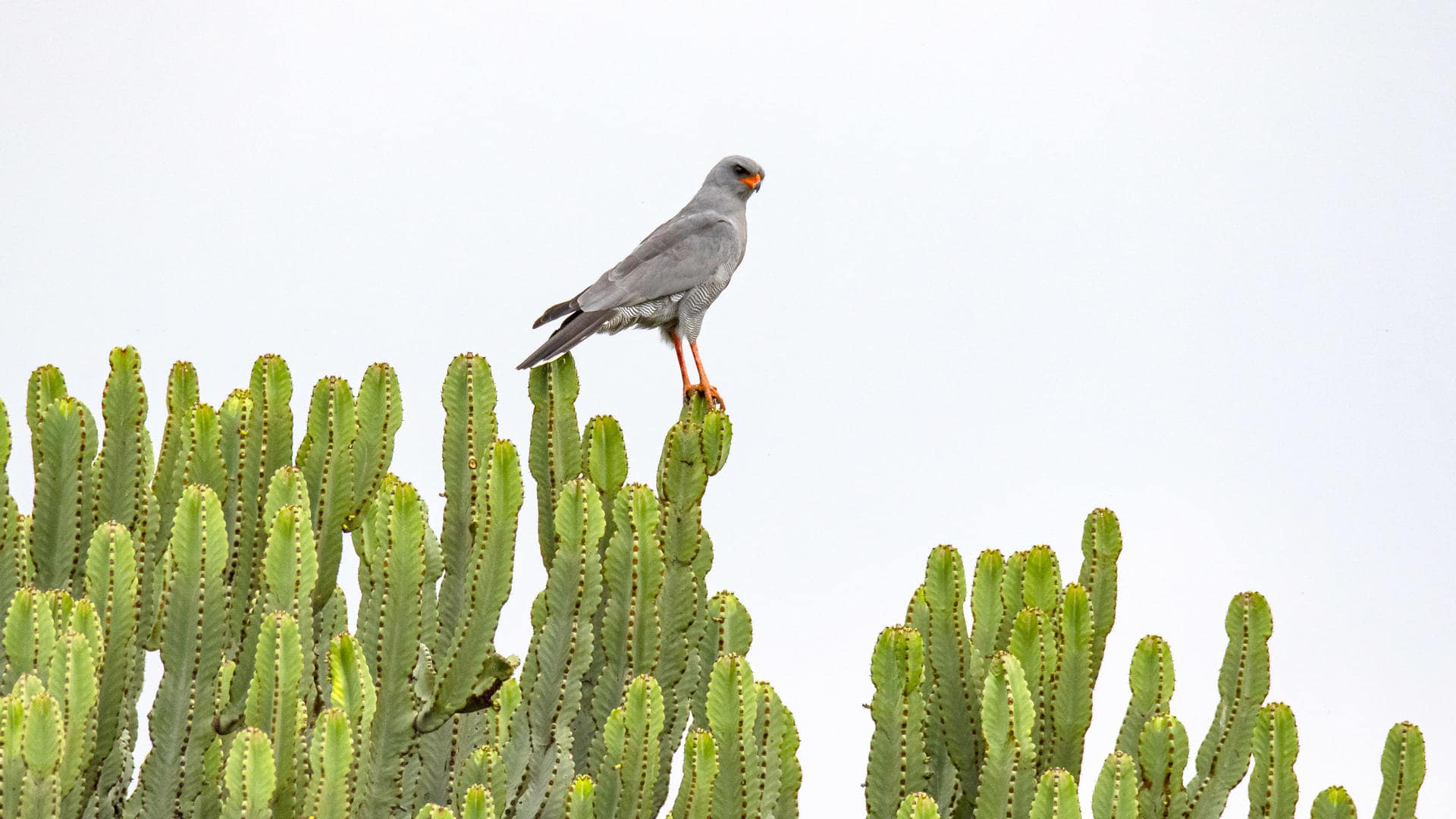 Kidepo Valley National Park