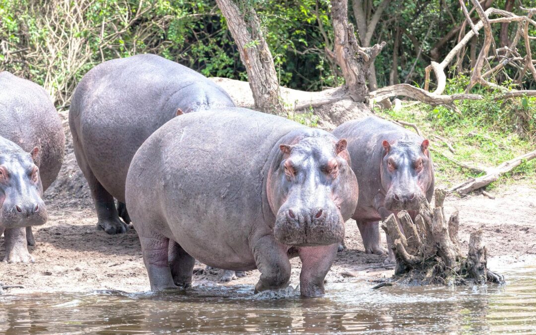 Lake Mburo