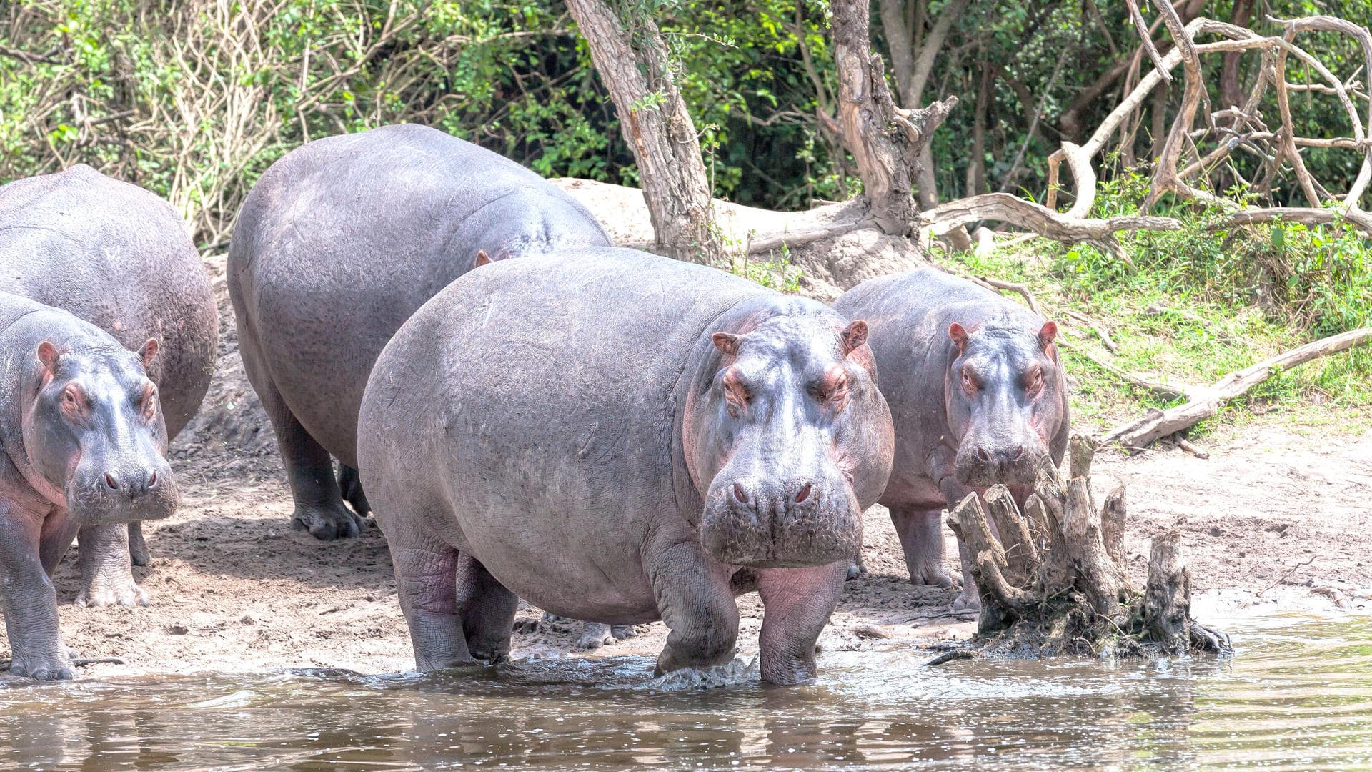 Lake Mburo