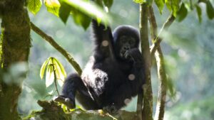 Mgahinga Gorilla National Park