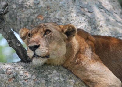 Tree-Climbing Lion Safaris in Queen Elizabeth’s Ishasha Sector