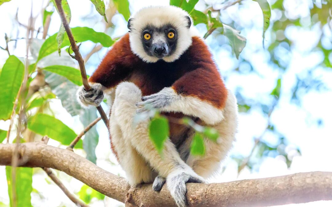 Andasibe-Mantadia National Park