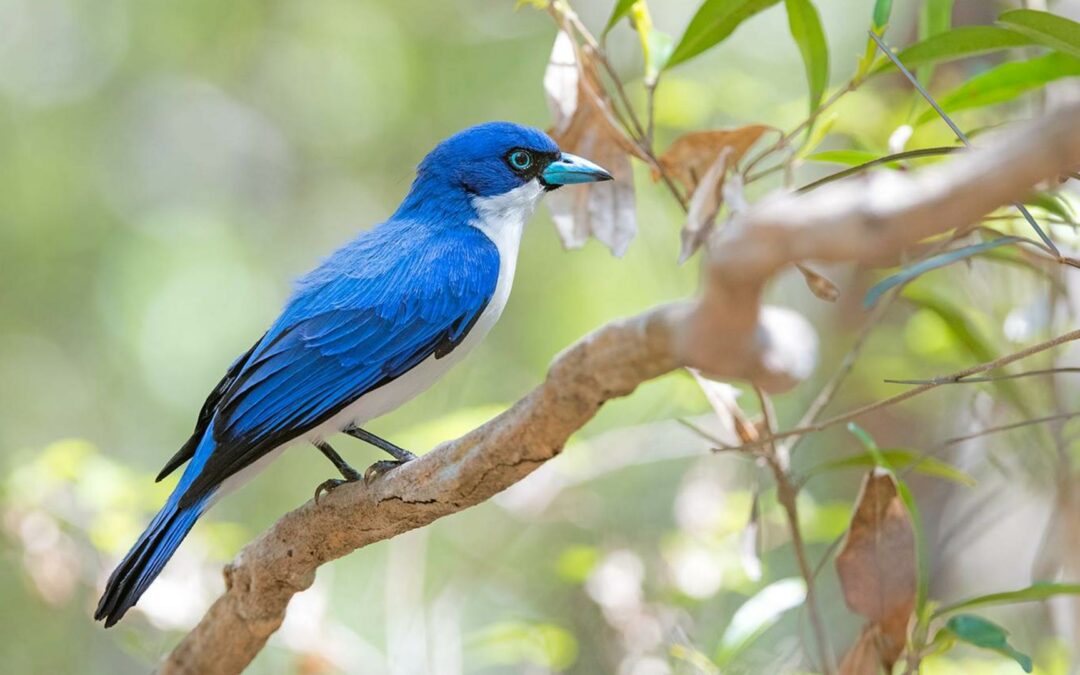 Ankarafantsika National Park