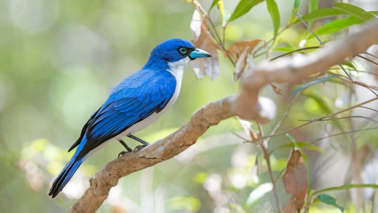 Ankarafantsika National Park