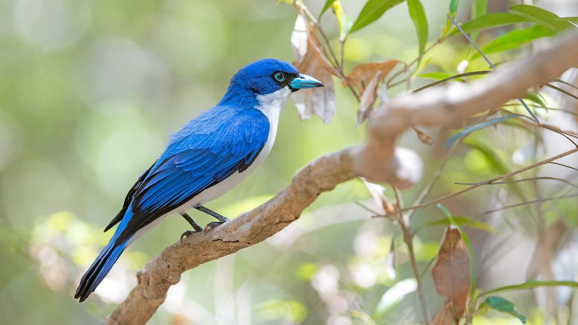 Ankarafantsika National Park