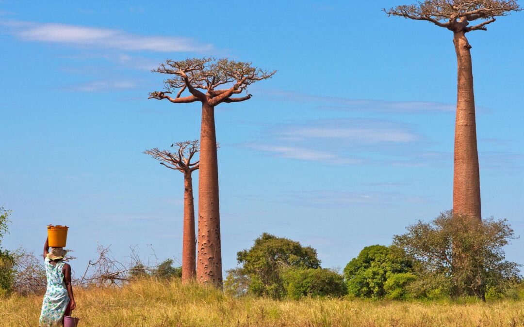 Avenue of the Baobabs