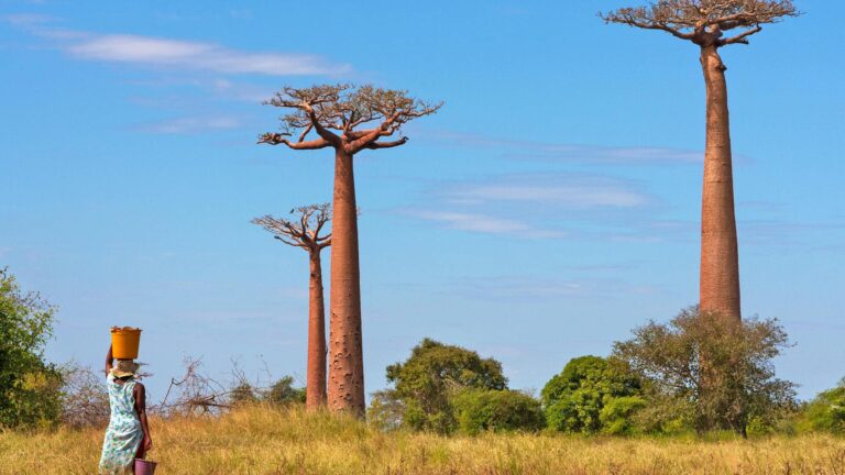 Avenue of the Baobabs