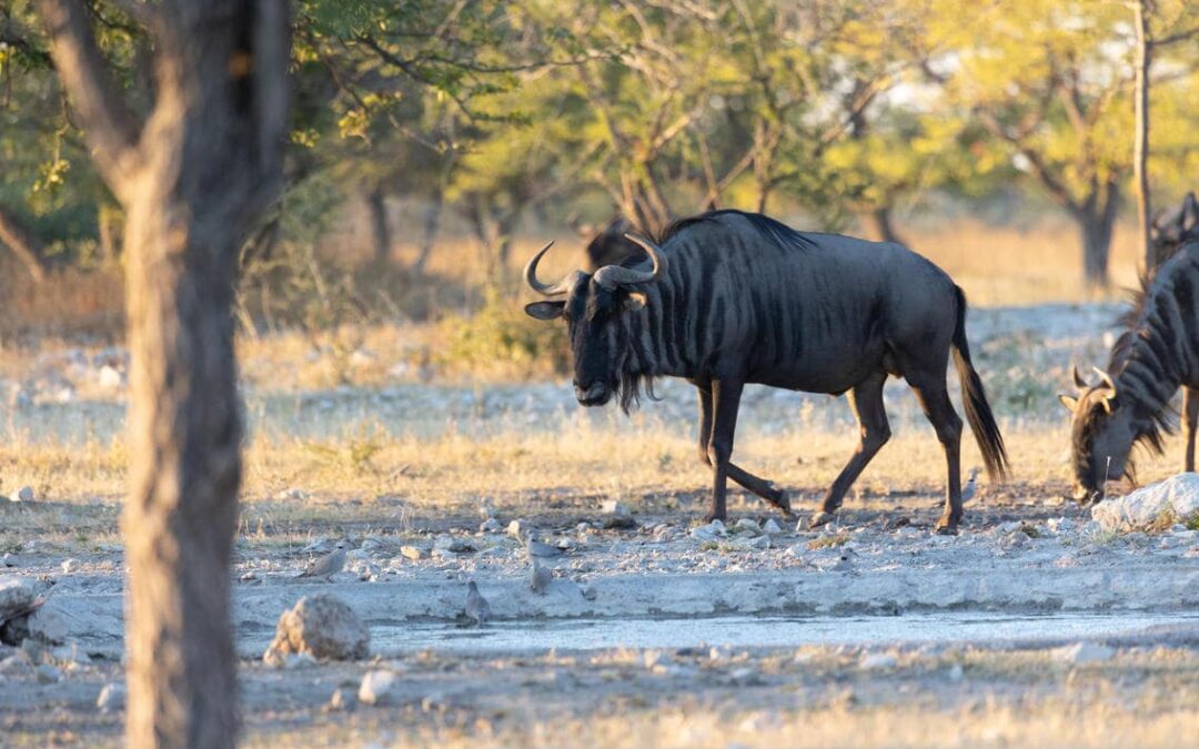 Etosha National Park