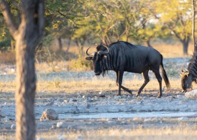 Elephants and rhinos at Etosha waterhole, Namibia