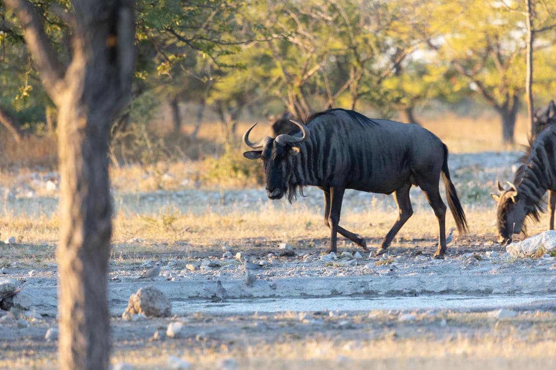Etosha National Park