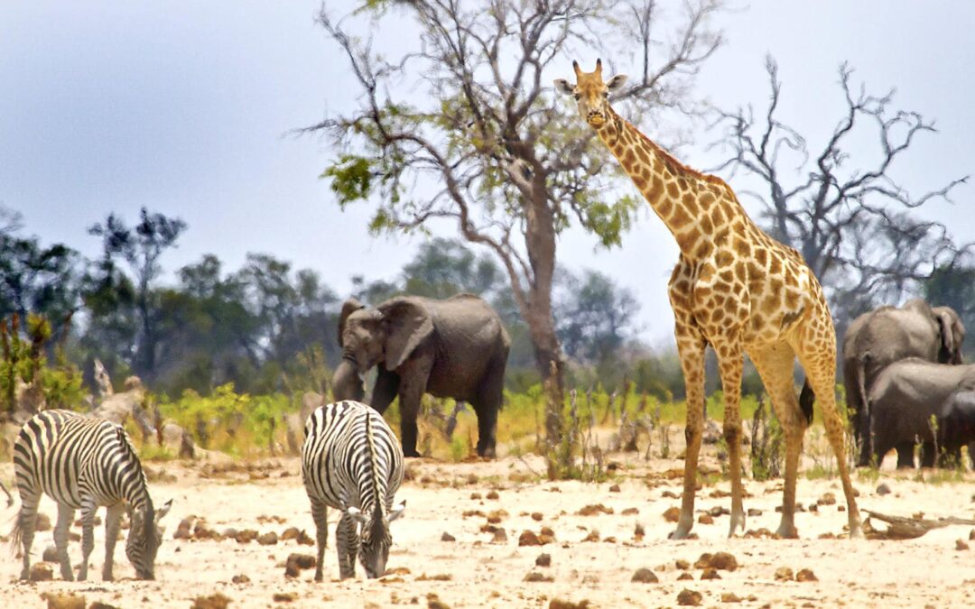 Hwange National Park