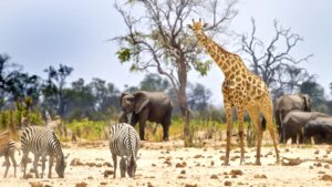 Hwange National Park