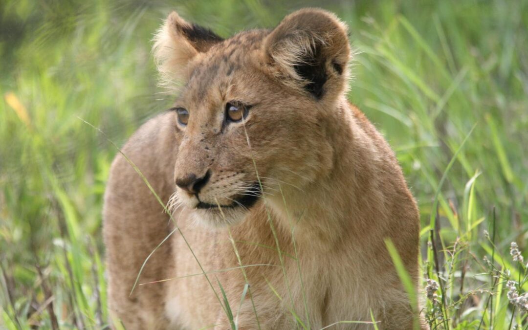 Kruger National Park & Private Game Reserves
