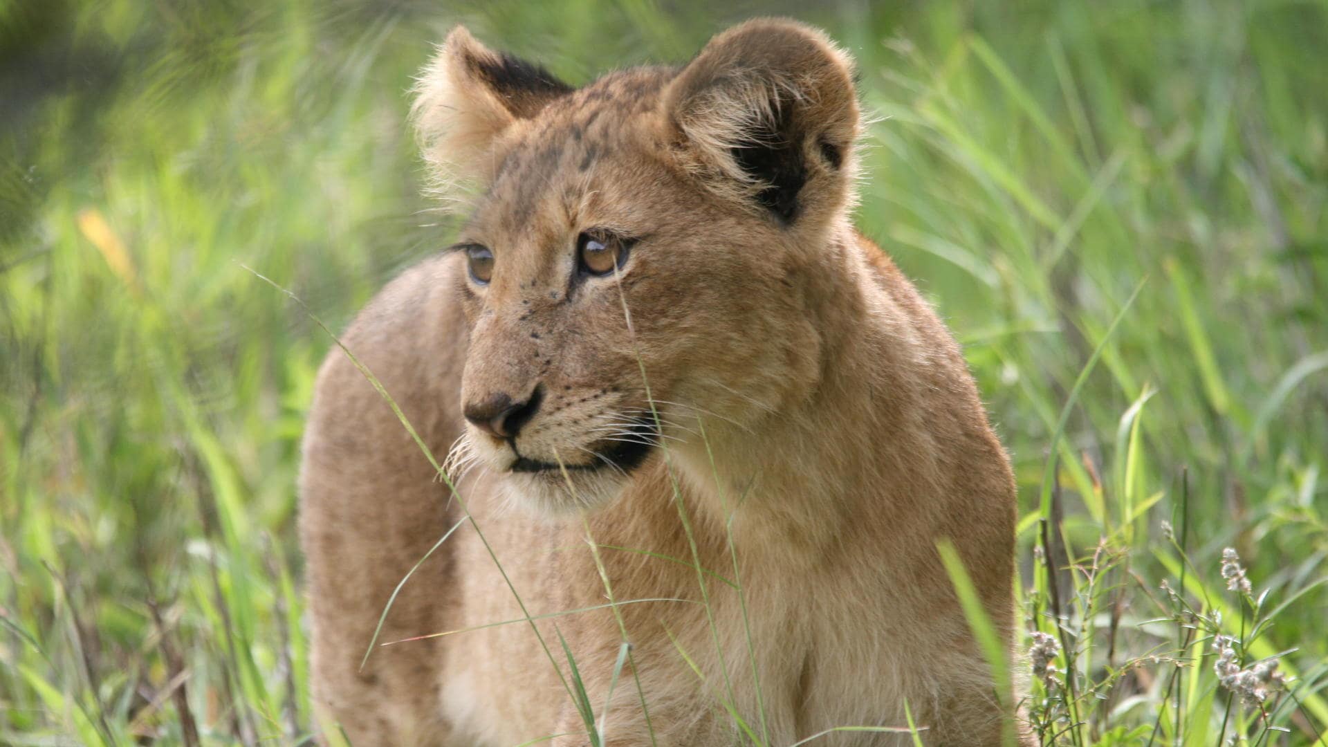 Kruger National Park & Private Game Reserves