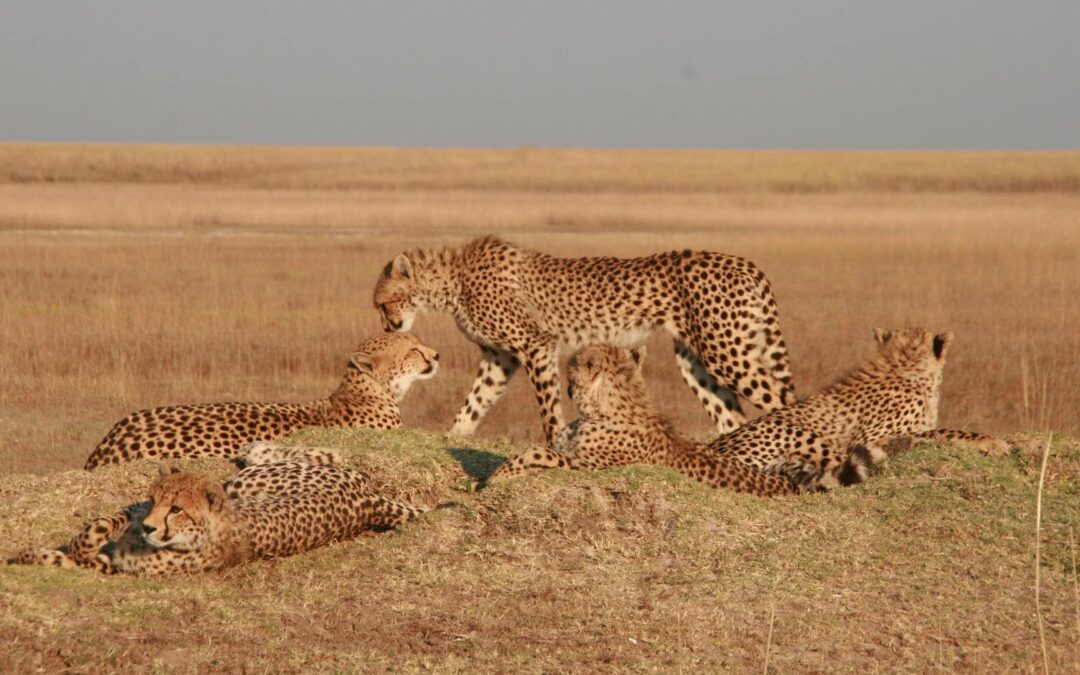 Liuwa Plain National Park