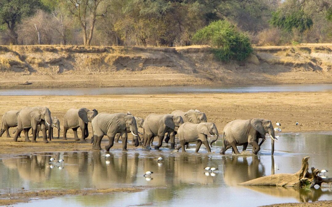 Lower Zambezi National Park