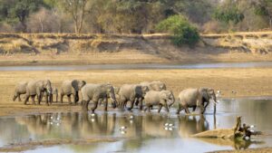 Lower Zambezi National Park