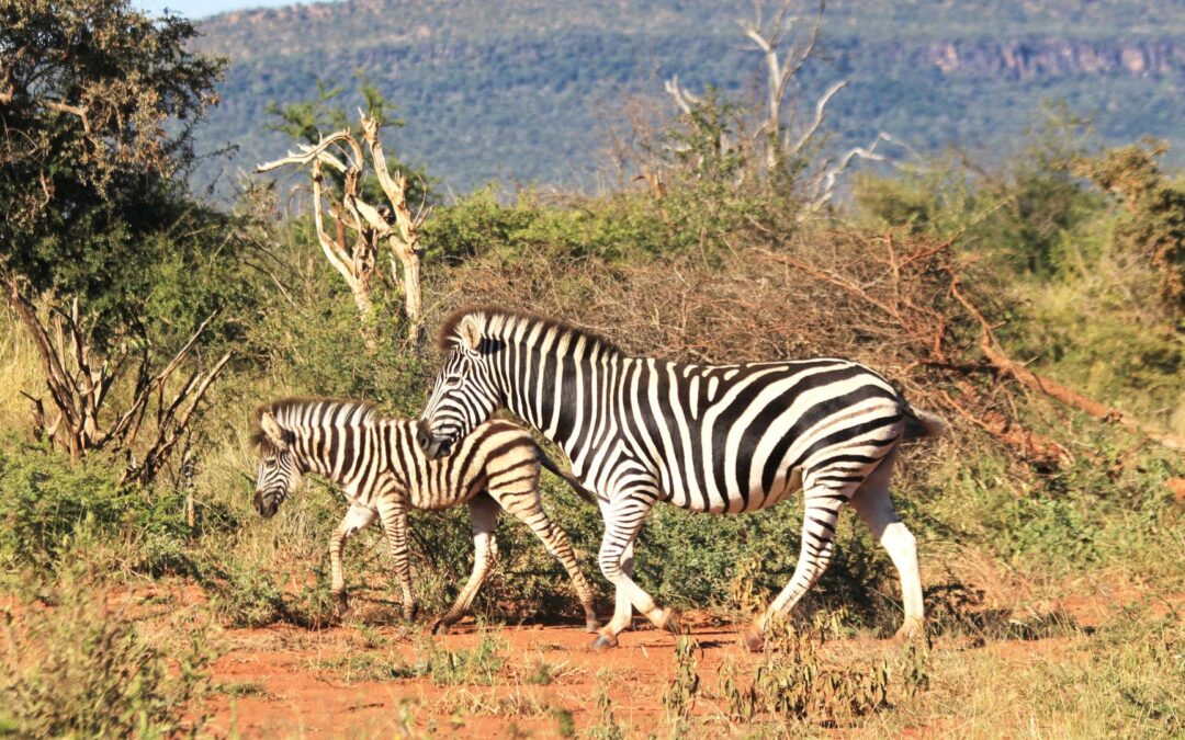 Madikwe Game Reserve