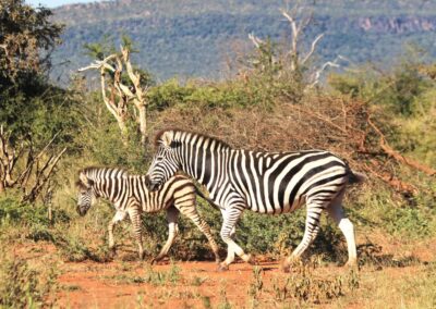Elephant herd in Madikwe Game Reserve, South Africa