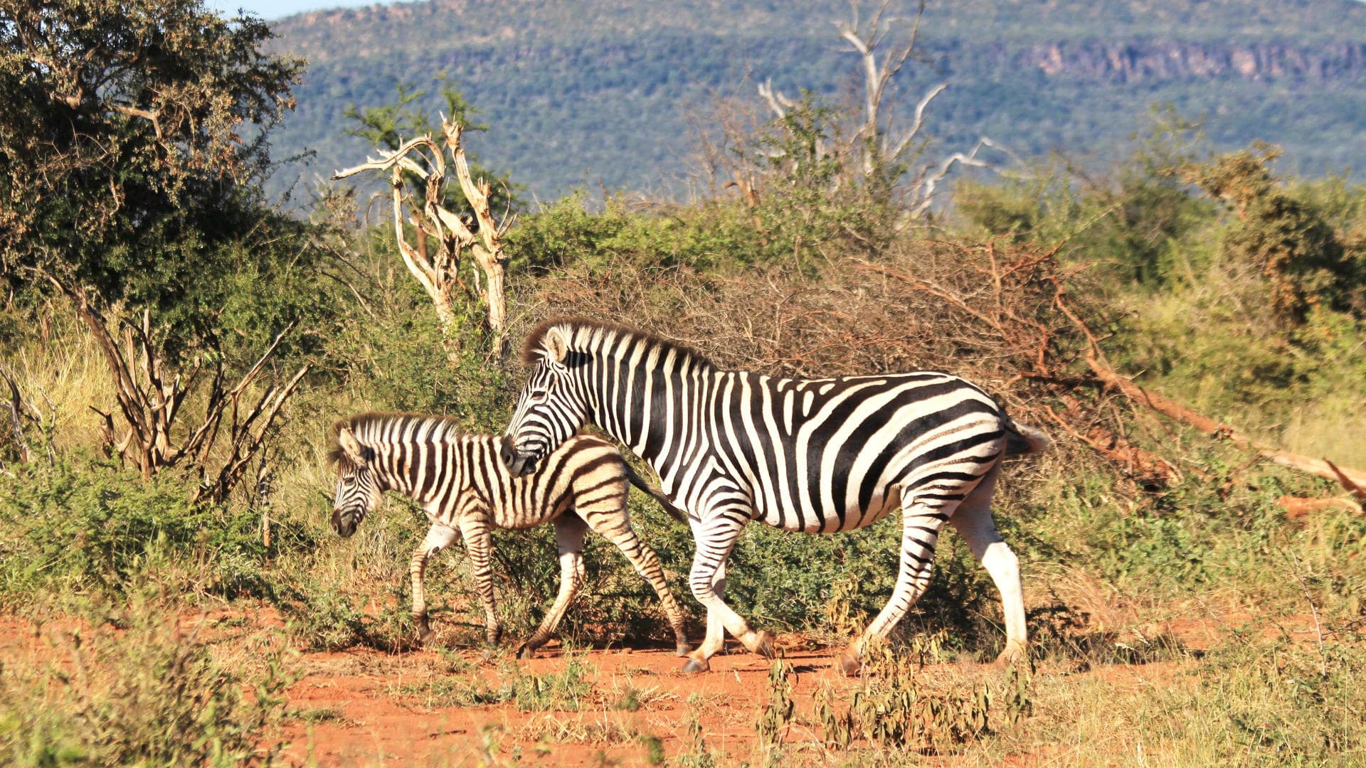 Madikwe Game Reserve
