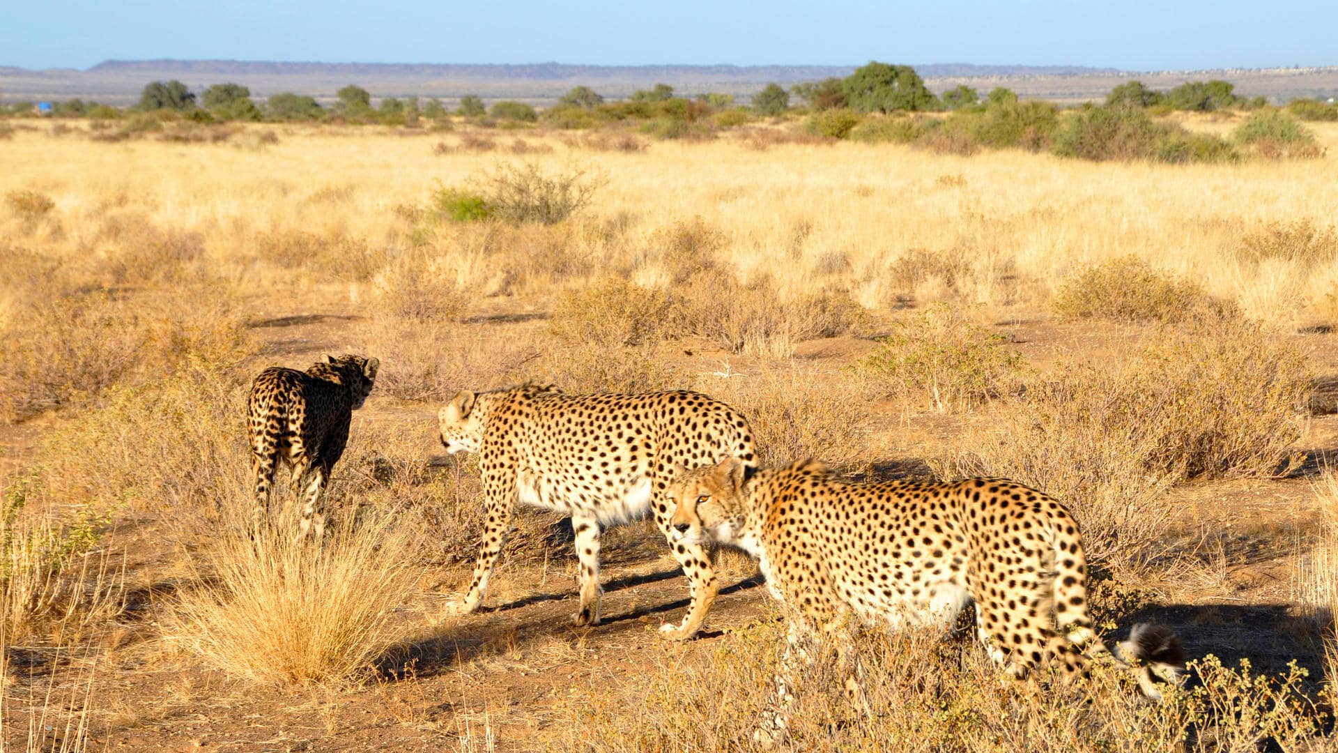 Otjiwarongo