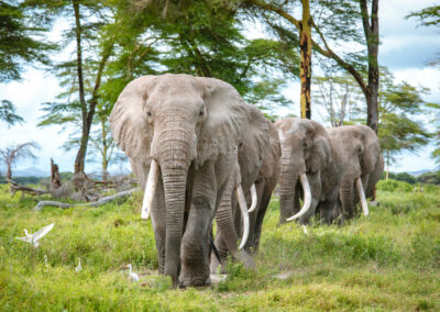 Elephant-Focused Game Drives