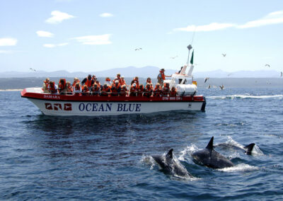 Dolphin Watching Excursions