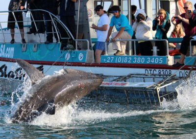Dolphin Watching Excursions