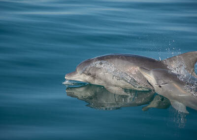 Dolphin Watching Excursions