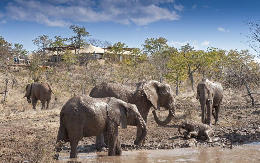 Elephant Watch Camp
