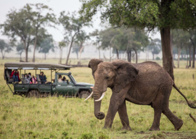 Kenya Game Drives