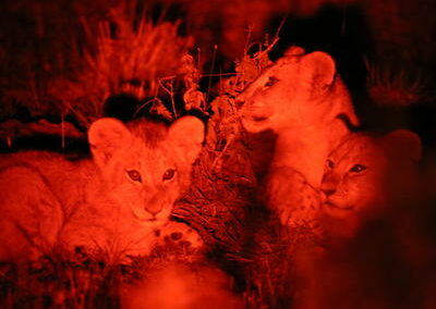 Night Game Drives