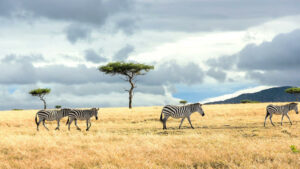 Laikipia North