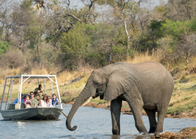 Boat Safaris