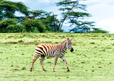 Crescent Island Walking Safari