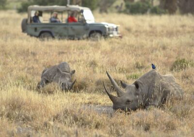 Rhino Conservation Experience
