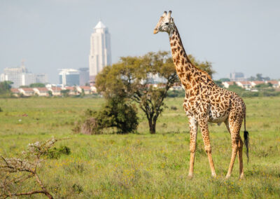 Nairobi National Park Safari