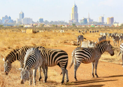 Nairobi National Park Safari