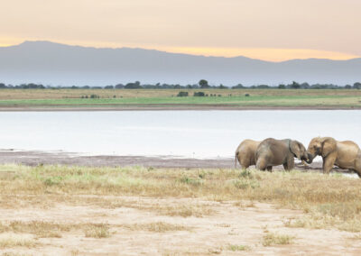 Galana River Wildlife Tracking