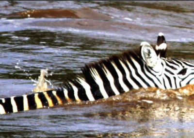 Galana River Wildlife Tracking